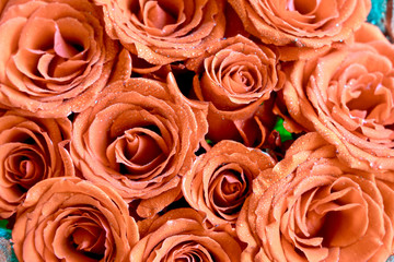 Beautiful of rose flower, Blossom, valentine, Romantic