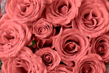 Beautiful of rose flower 