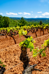 Fototapeta na wymiar Production of rose, red and white wine in Luberon, Provence, South of France, vineyard on ochres in early summer