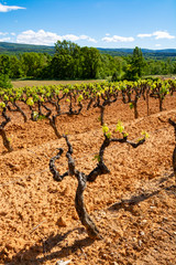 Production of rose, red and white wine in Luberon, Provence, South of France, vineyard on ochres in...