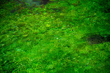 Fototapeta na wymiar River stream with emerald green water and green water plants