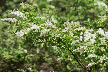 Chinese privet flowers (Ligustrum sinense)