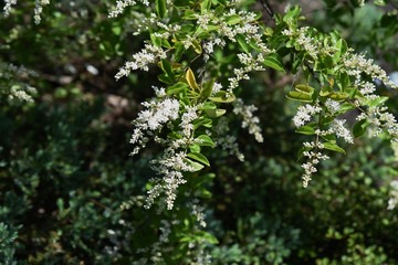 Chinese privet flowers (Ligustrum sinense)