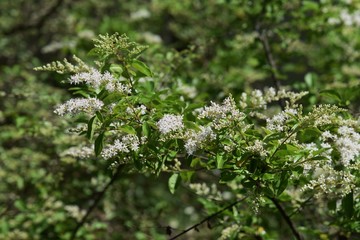 Chinese privet flowers (Ligustrum sinense)