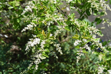 Chinese privet flowers (Ligustrum sinense)