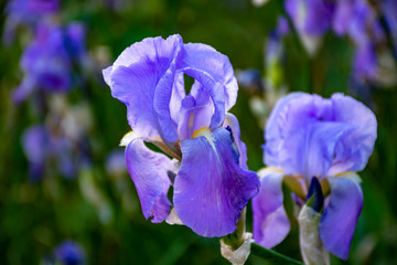 Lilac iris flowers, spring blossom of colorful irises in Provence, South of France