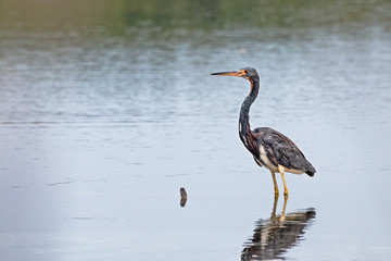 Tricolored Heron, tricolored Egretta stading on calm water with left profile