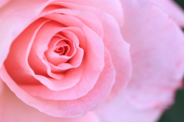 ピンク色の薔薇のクローズアップ