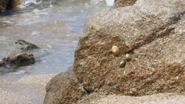 Limpets attached to a rock on the beach, slow zoom in as waves lap on shore in background