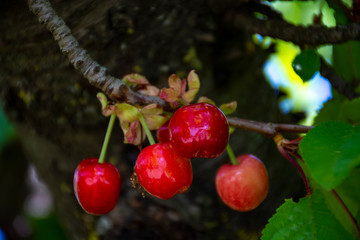 New harvest of sweet red cherry in garden