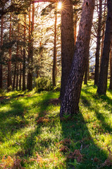 Fototapeta premium Pine forest with sunset light going through the trunks