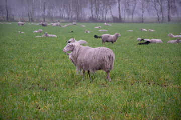 Fototapeta premium sheep in field