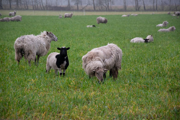 Fototapeta premium sheep in field