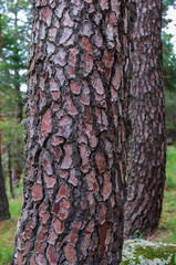 Pine trunks with their textured bark