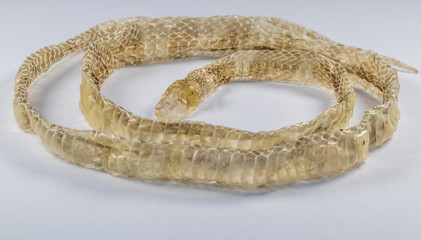 Sobra de pele após a muda de pele da cobra