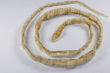 Sobra de pele após a muda de pele da cobra