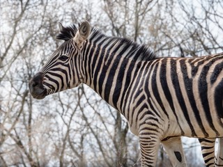 Fototapeta na wymiar Black and White Striped Zebra Standing in Nature