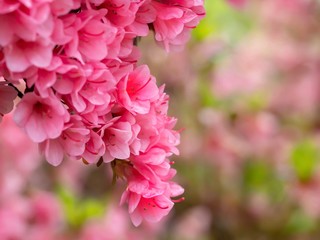 Fototapeta premium Mini Pink Rhododendrons with a Soft Pink and Green Background