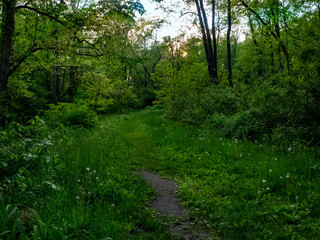 Fototapeta na wymiar A Path Into the Woods