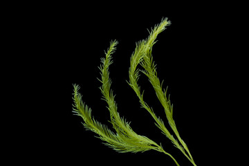 Saltwater Caulerpa taxifolia, Killer Algae, marine alga, seaweed isolated on black background. © Somprasong