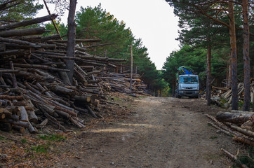 Trunks piled up waiting to turn them into pellets by a crushing truck