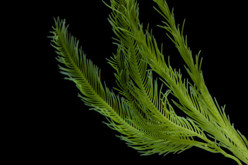 Saltwater Caulerpa taxifolia, Killer Algae, marine alga, seaweed isolated on black background.