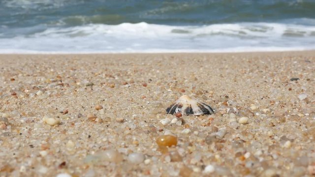 Seashell on beach closeup, zoom out to wide angle. Waves crashing on shore in background.
