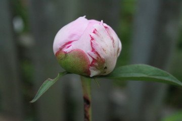 Pink Peony opening 2091