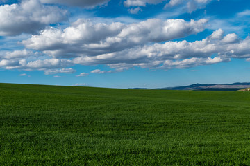 Fototapeta na wymiar green wheat fields and city, wheat fields and nature in spring,