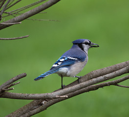 Obraz premium Blue Jay found a seed