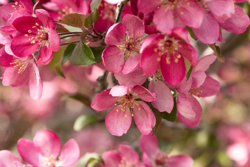 Pink Crab Apple Tree Blossoms