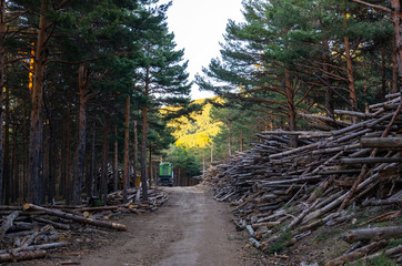 Trunks piled up waiting to turn them into pellets by a crushing truck