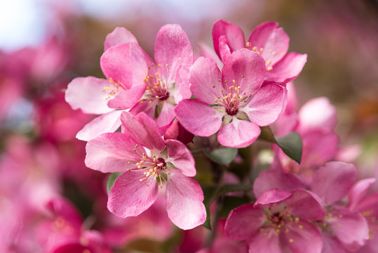 Pink Crab Apple Tree Blossoms