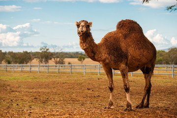 Large beautiful camel