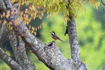 Little bird on a branch, varied tit, Sittiparus varius