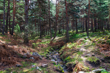 Landscape of a pine forest with a small river crossing