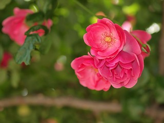 ピンクのバラの花