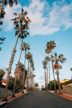 Palm trees and street near Windansea Beach, in La Jolla, San Diego, California