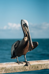 Pelican on the pier in Oceanside, San Diego County, California