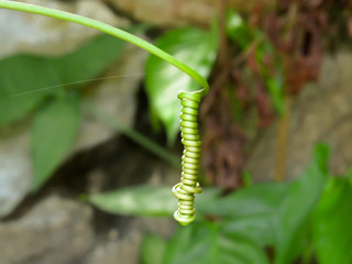 Passion fruit tendril