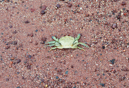European green crab (Carcinus maenas) on the beach at Badenscallie, Ross-shire, Scotland