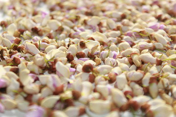 White purple and pink flowers of Millettia pinnata.floral pattern, white background