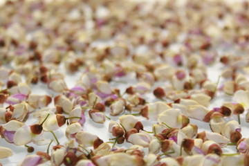 White purple and pink flowers of Millettia pinnata.floral pattern, white background