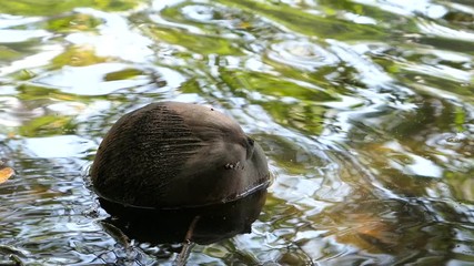 Noix de coco flottant dans l'eau avec de beaux reflets 4K