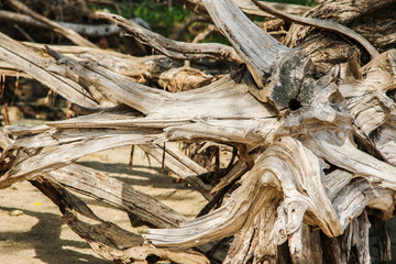 Arbre mort sur une plage avec des formes abstraites. 