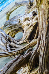 Arbre mort sur une plage avec des formes abstraites. 