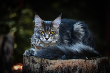Blue tabby Maincoon cat chilling and sitting in  green garden. Yellow eyes cat outdoor in daytime lighting sitting on wooden log, ground full of falling leaves. Healthy gray kitten in forest. Autumn. 