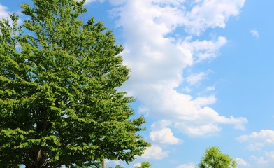 風景　緑　春　青空　雲　爽やか　杤木