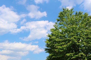 風景　緑　春　青空　雲　爽やか　杤木