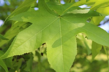 風景　葉　緑　プラタナス　杤木